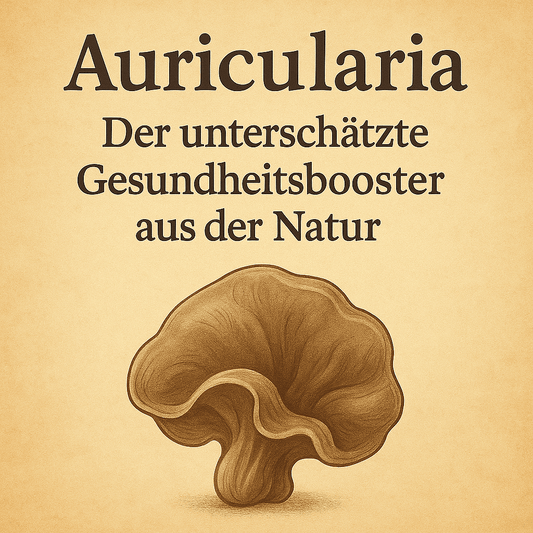 Auricularia Vitalpilz: Der unterschätzte Gesundheitsbooster aus der Natur - Onlinepilze