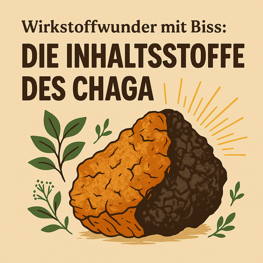 Chaga Vitalpilz: Dein Schlüssel zu mehr Energie, innerer Balance und einem starken Immunsystem - Onlinepilze