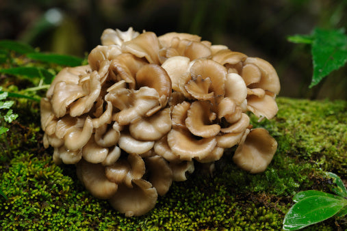 vitalpilze kaufen: maitake vitalpilz frisch