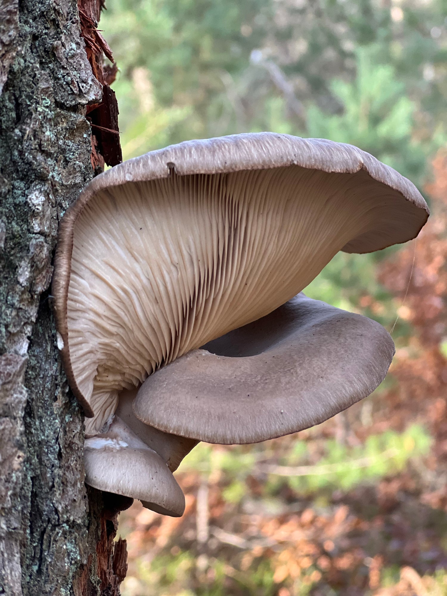 pleurotus vitalpilz austernpilz