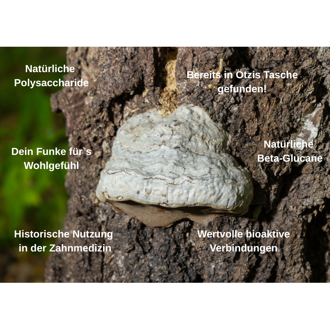 "Haut Rein" Bio Vitalpilz-Extrakt | Reines Hautgefühl