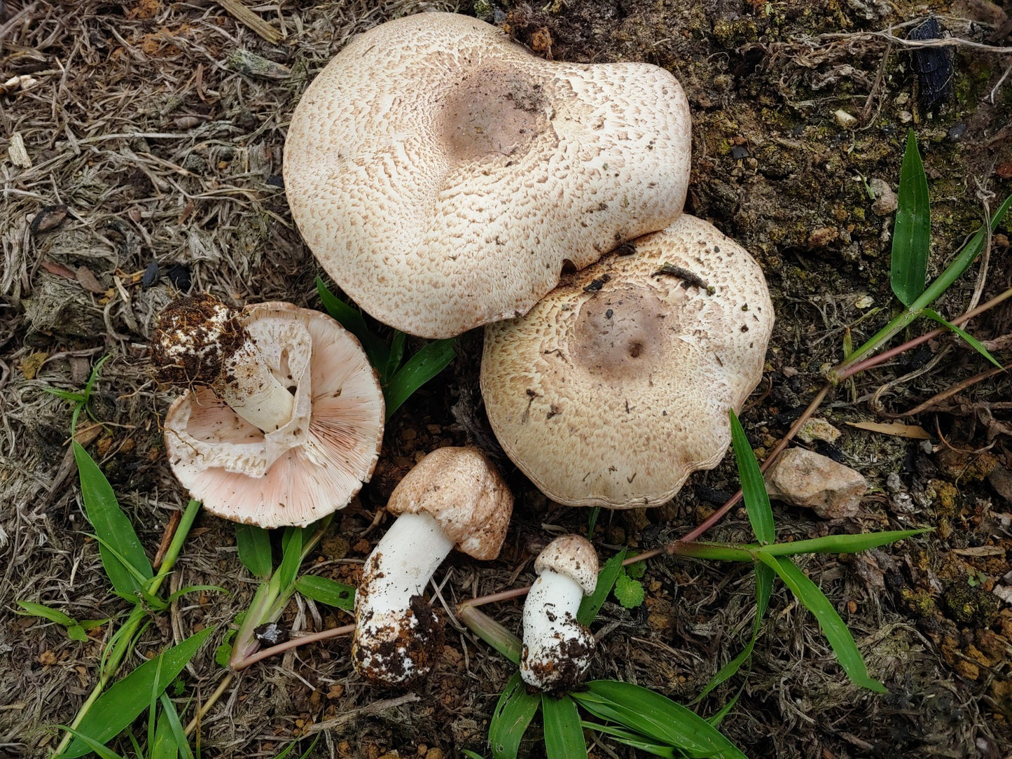 Agaricus subrufescens Vitalpilz Extrakt Bio | Mandelpilz - Onlinepilze