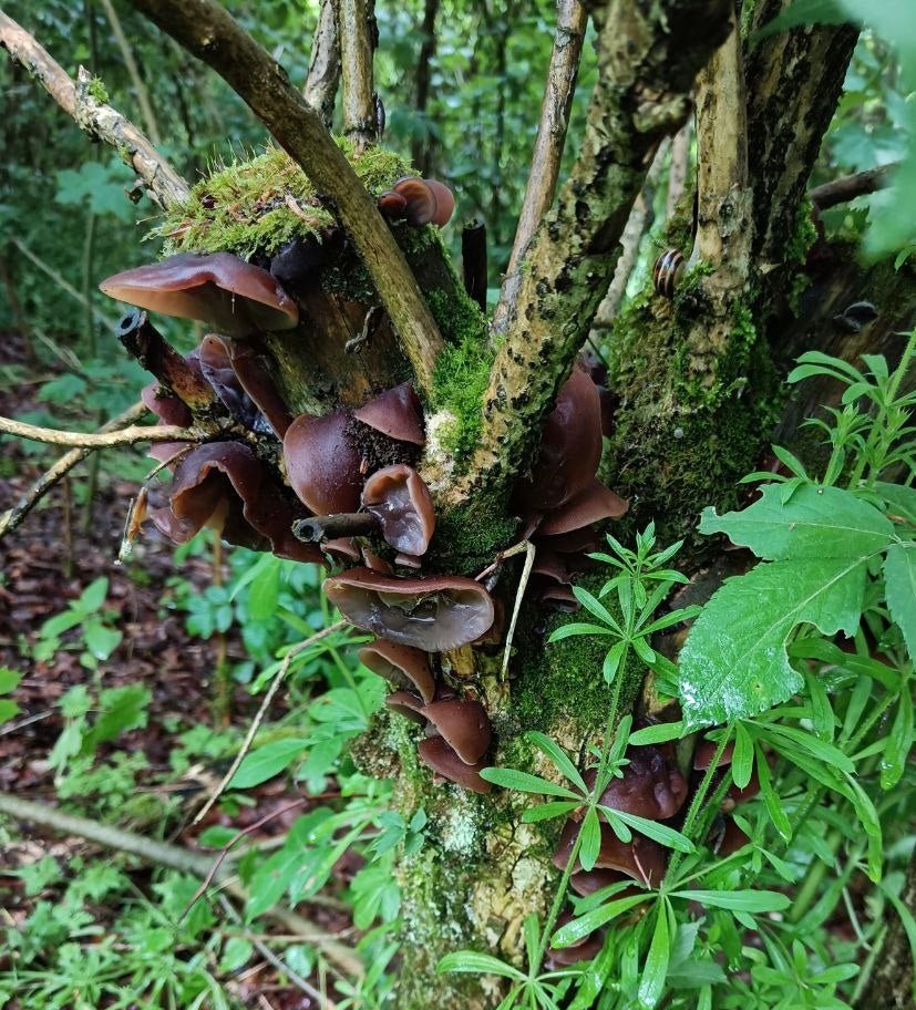 Auricularia Vitalpilz Extrakt BIO | Judasohr - Onlinepilze