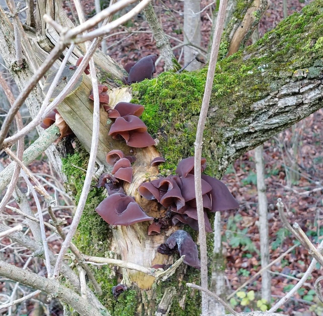 Auricularia Vitalpilz Extrakt BIO | Judasohr - Onlinepilze