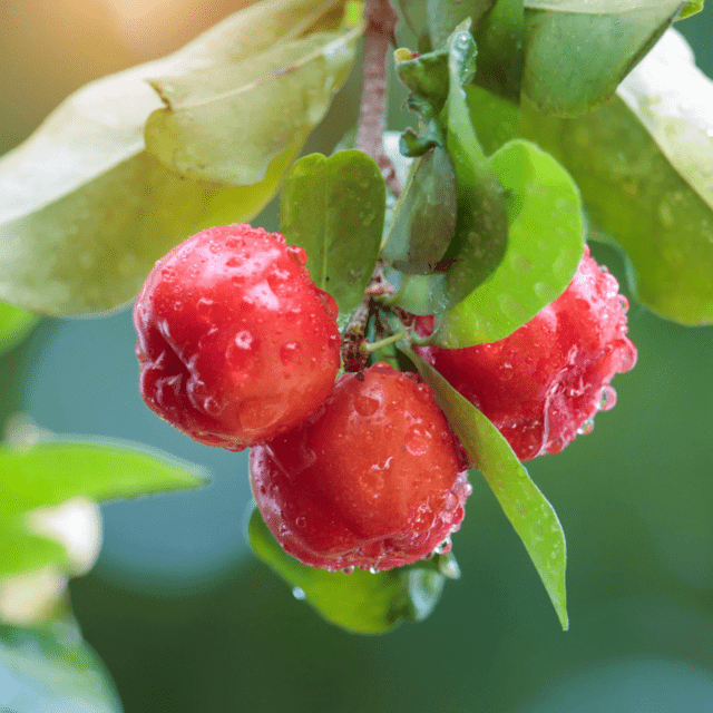 Bio Acerola Extrakt - Onlinepilze