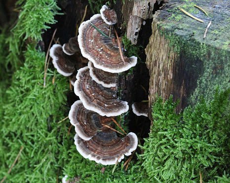 Bio Coriolus | Raumduft Extrakt - Onlinepilze