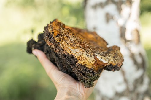 Chaga Vitalpilz Extrakt BIO - Onlinepilze
