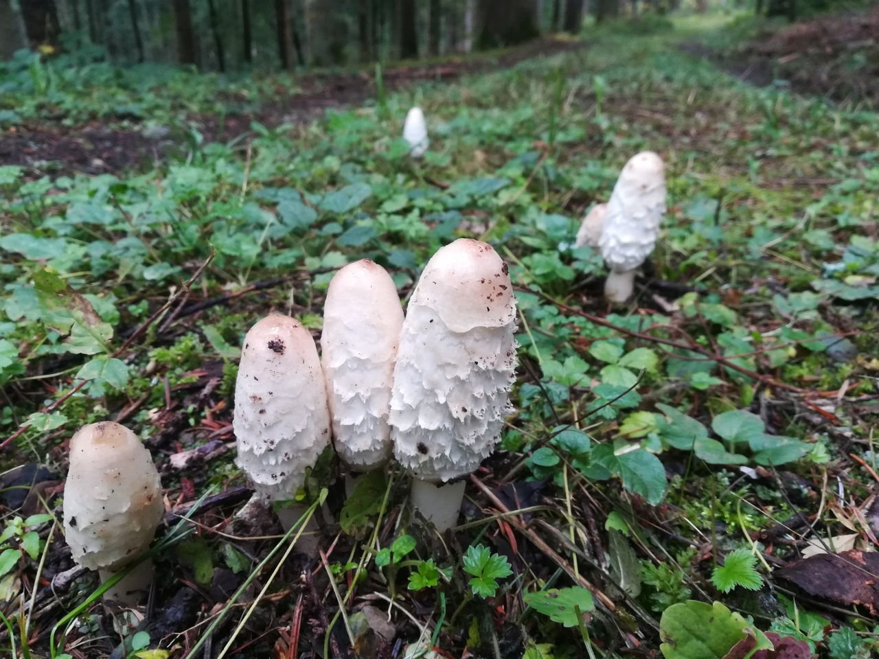 Coprinus comatus Vitalpilz Extrakt BIO | Schopftintling - Onlinepilze