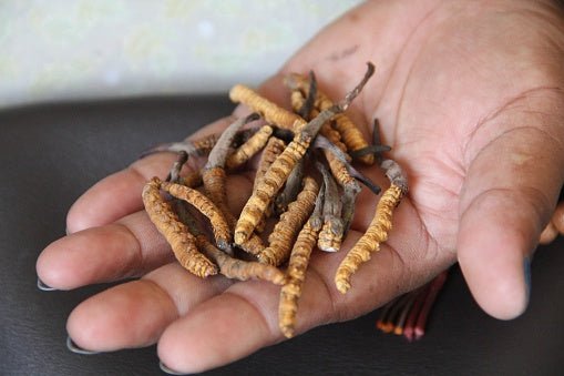Cordyceps sinensis CS4 Vitalpilz Extrakt BIO - Onlinepilze