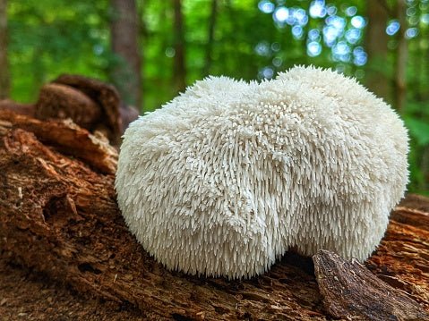 Hericum erinacius Vitalpilz Extrakt BIO | Igelstachelbart oder Löwenmähne - Onlinepilze