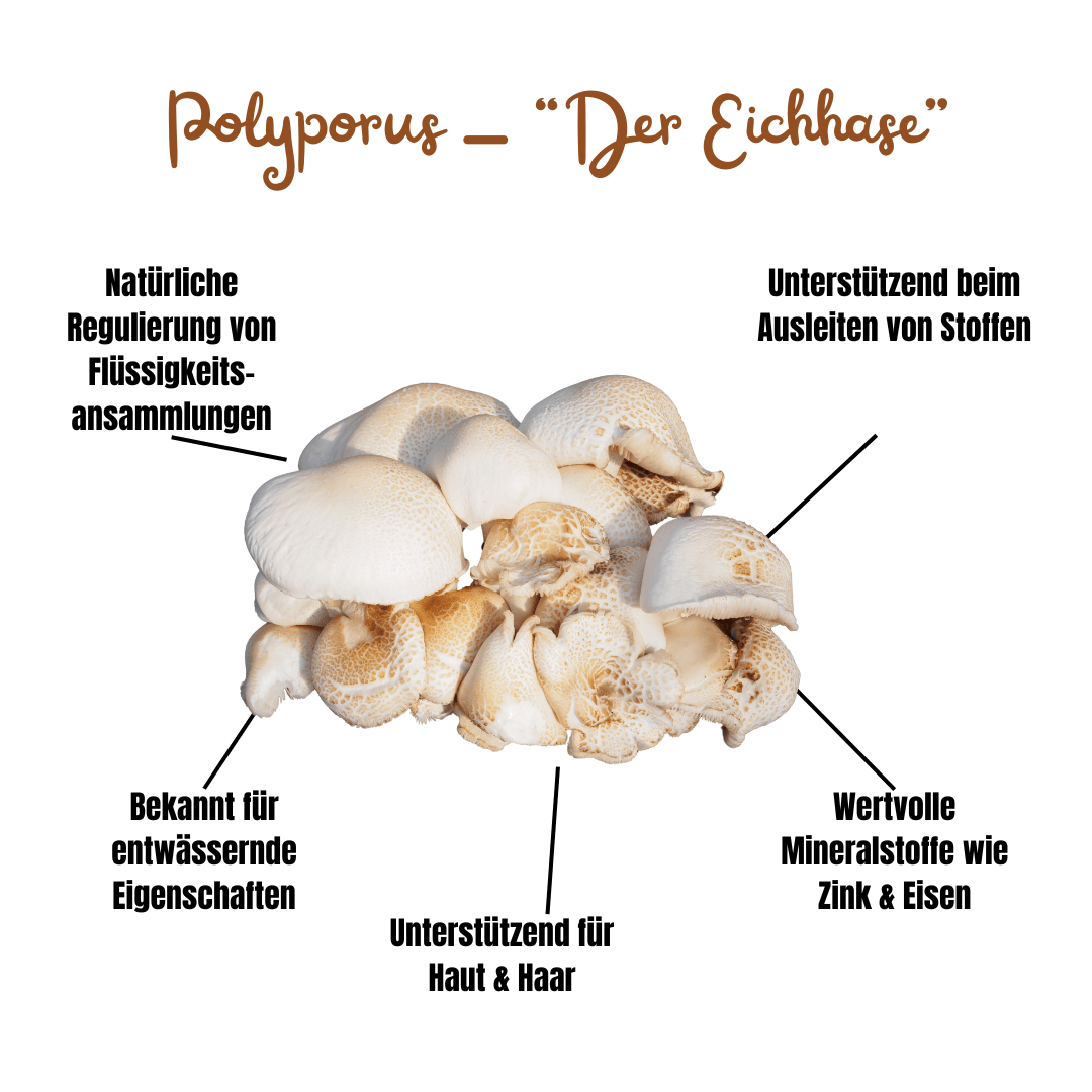 Polyporus Vitalpilz Extrakt BIO - Onlinepilze