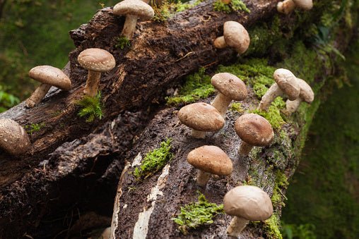 Shiitake Vitalpilz Extrakt BIO - Onlinepilze