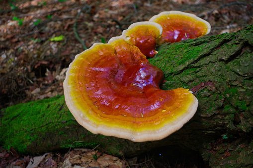 Vitalpilz Mischung "Nervenstark" - Onlinepilze