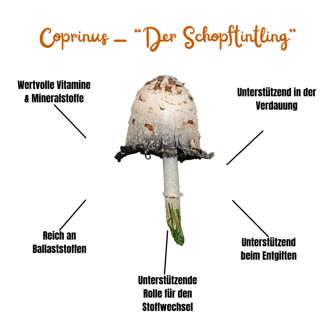 Vitalpilz Mischung "Stop and Go" - Onlinepilze
