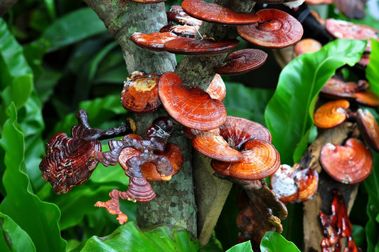 Reishi Vitalpilz – wenn der Körper zur Ruhe kommen darf