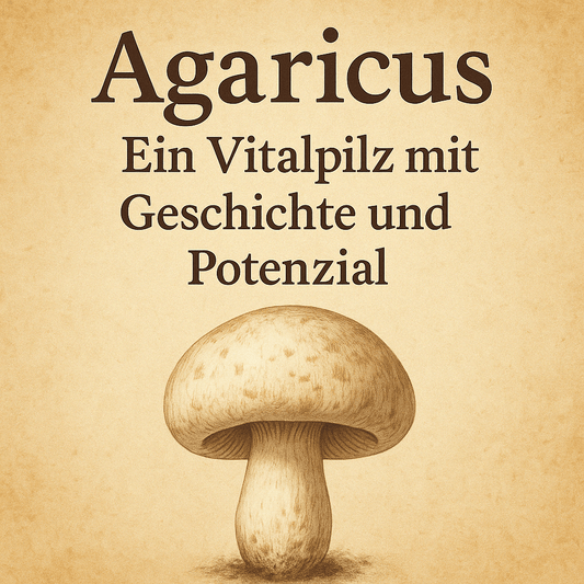 Agaricus subrufescens - ehemals Agaricus blazei Murill: Der kleine Vitalpilz mit der großen Wirkung - Onlinepilze