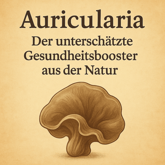 Auricularia Vitalpilz: Der unterschätzte Gesundheitsbooster aus der Natur - Onlinepilze