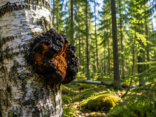 Chaga Wirkung – Wie der Vitalpilz Chaga Immunsystem, Zellschutz und innere Balance unterstützen kann - Onlinepilze