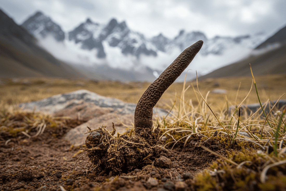 Cordyceps Vitalpilz: Dein natürlicher Energiespender – Fokus, Atmung & Ausdauer aus der Kraft der Natur - Onlinepilze