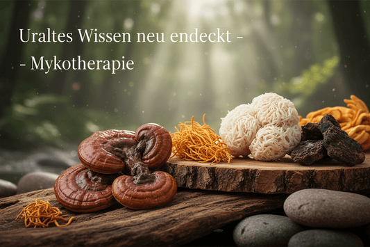 Mykotherapie: Die Kraft der Pilze – Uraltes Wissen neu entdeckt. - Onlinepilze