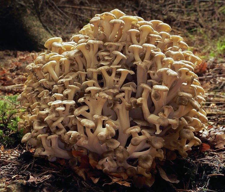 Polyporus Wirkung – Wie der Vitalpilz Lymphe, Blase und Wasserhaushalt unterstützen kann - Onlinepilze