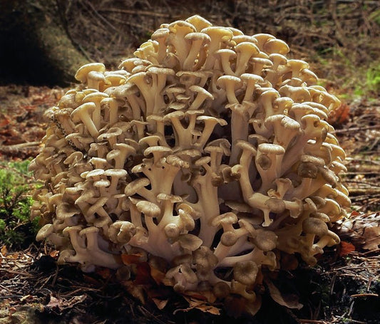 Polyporus Wirkung – Wie der Vitalpilz Lymphe, Blase und Wasserhaushalt unterstützen kann - Onlinepilze
