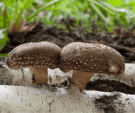Shiitake Vitalpilz – Bedeutung für Immunsystem und Balance - Onlinepilze