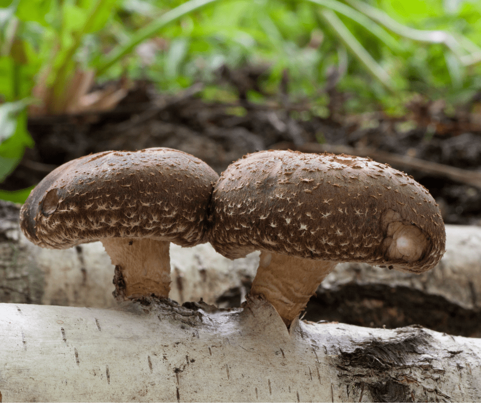 Shiitake Wirkung – Wie der Vitalpilz Immunsystem, Stoffwechsel und Wohlbefinden unterstützen kann - Onlinepilze