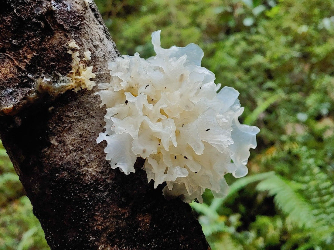 Tremella Wirkung – Wie der Vitalpilz Haut, Schleimhäute und Feuchtigkeit von innen unterstützen kann - Onlinepilze