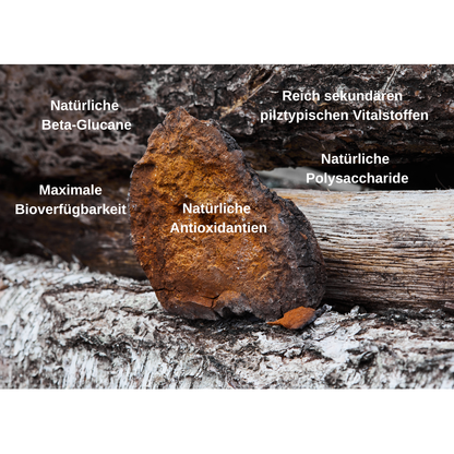 Bio Vitalpilz Mischung "Haut Balance"