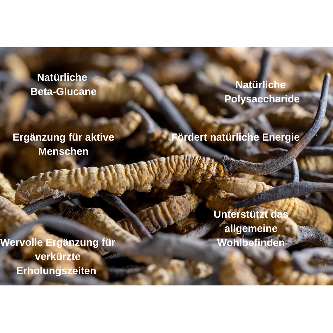 Cordyceps Vitalpilz BIO Extrakt: Dein natürlicher Begleiter für Energie & Ausdauer