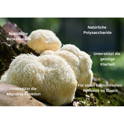 Hericium Vitalpilz BIO Extrakt: Dein natürlicher Begleiter für Nerven, Geist & Magenbalance