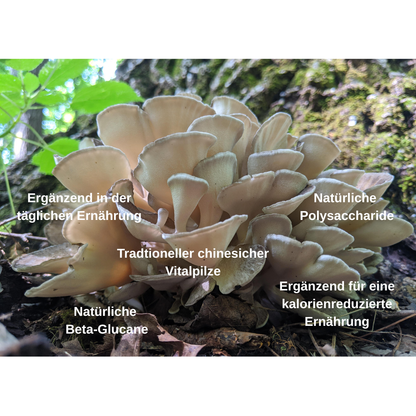 Maitake Vitalpilz BIO Extrakt: Dein natürlicher Begleiter für Balance, Gewicht & Stoffwechsel