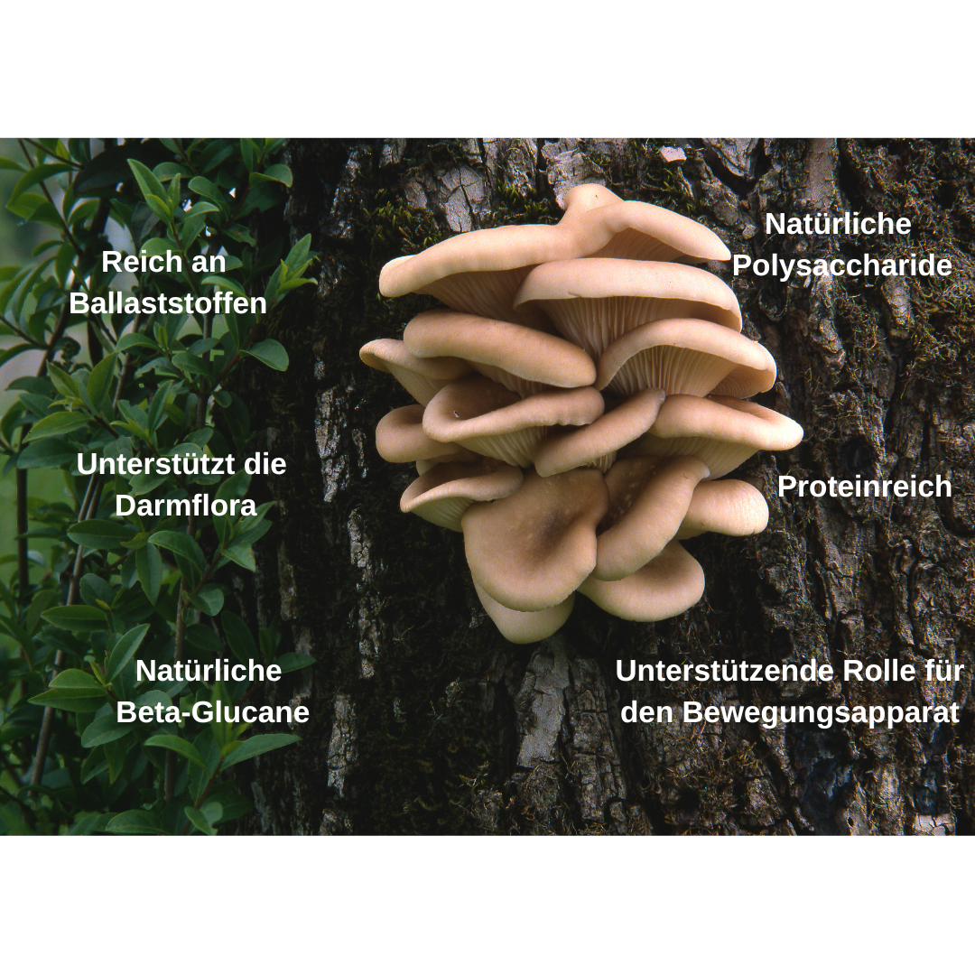 Bio Vitalpilz Mischung "Bewegung Plus"