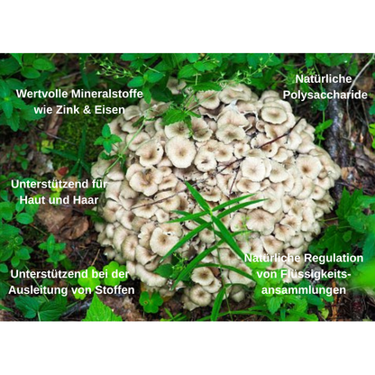Polyporus Vitalpilz BIO Extrakt: Dein natürlicher Begleiter für Wasserausgleich & Hautbalance