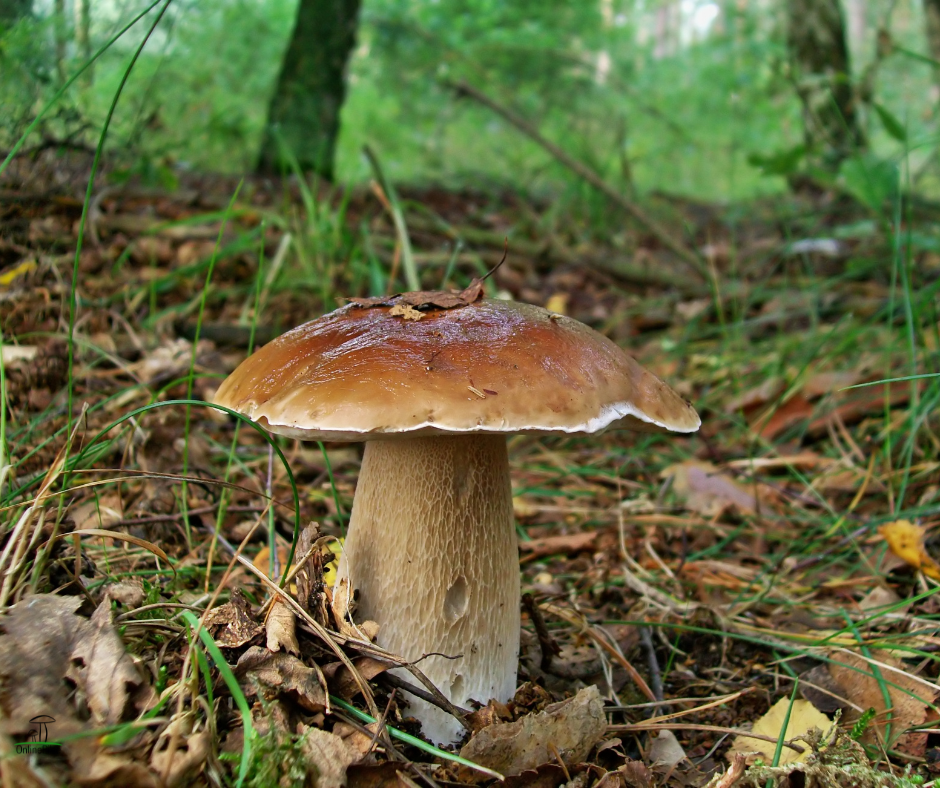 Speisepilze kaufen bei Onlinepilze