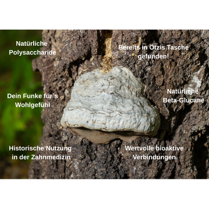 Bio Vitalpilz Mischung "Haut Balance"