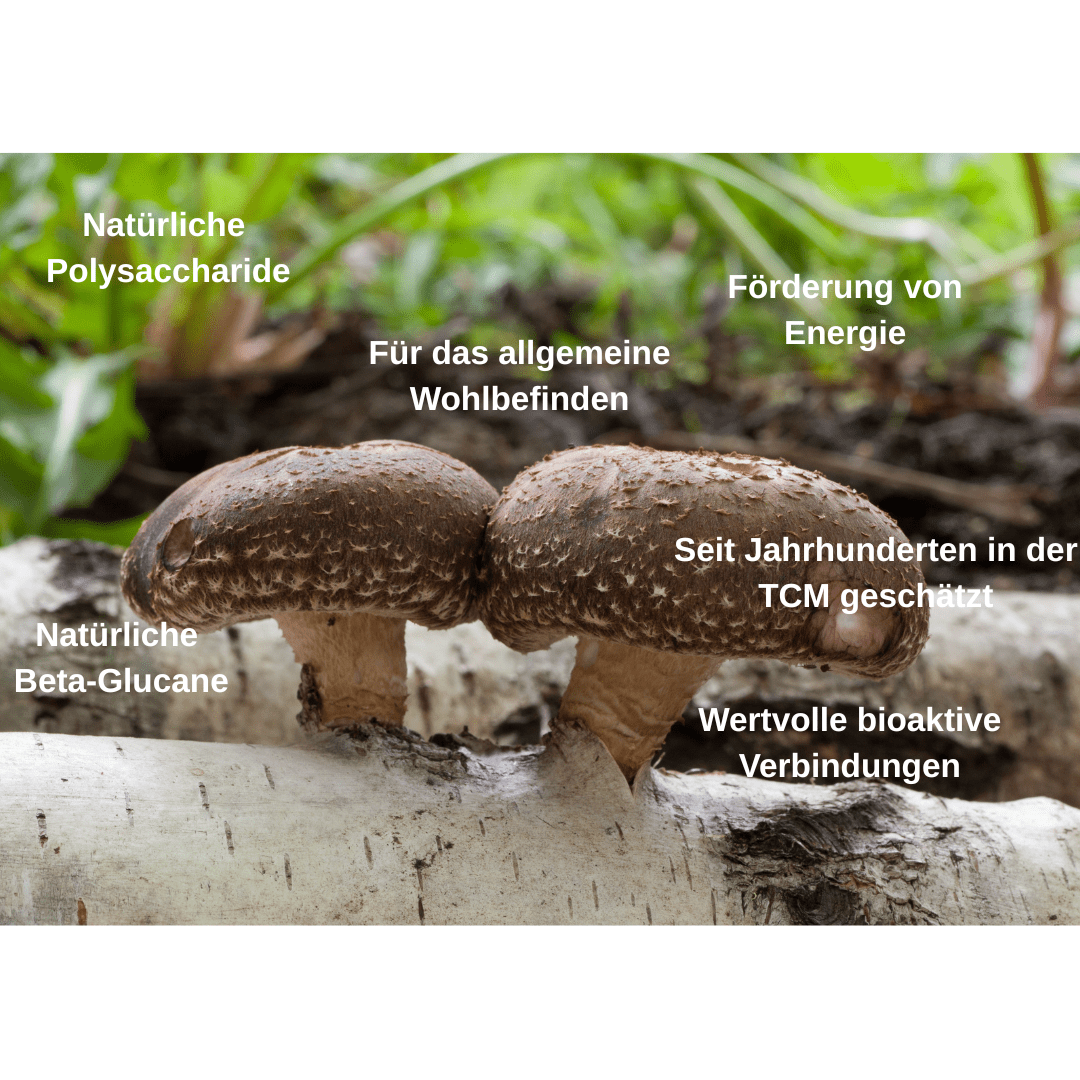 Bio Vitalpilz Mischung "Bewegung Plus" - Onlinepilze