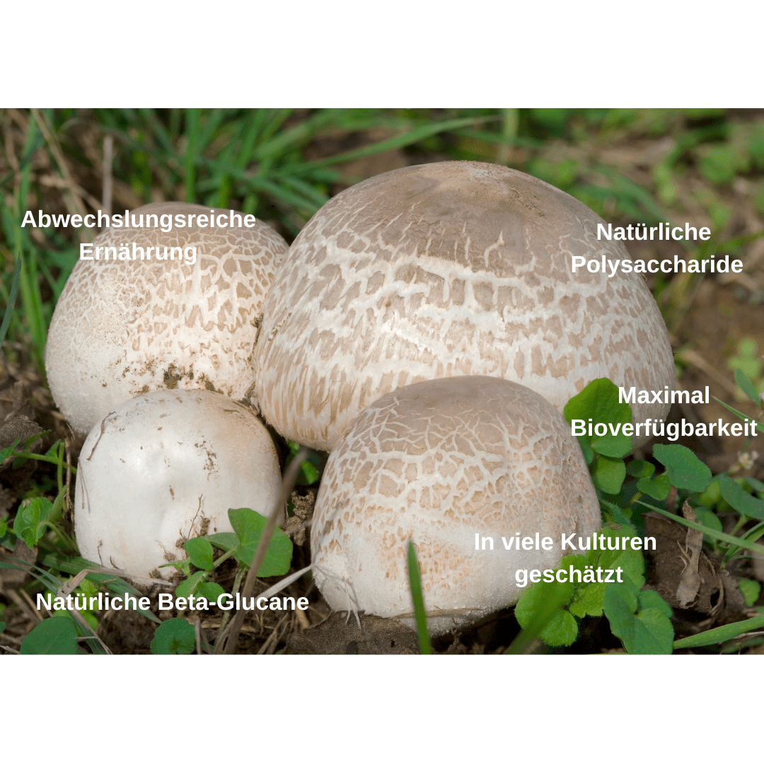 Bio Vitalpilz Mischung "Pollenzeit" - Onlinepilze