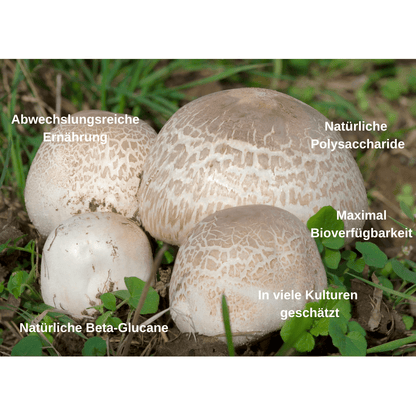 Bio Vitalpilz Mischung "Pollenzeit" - Onlinepilze