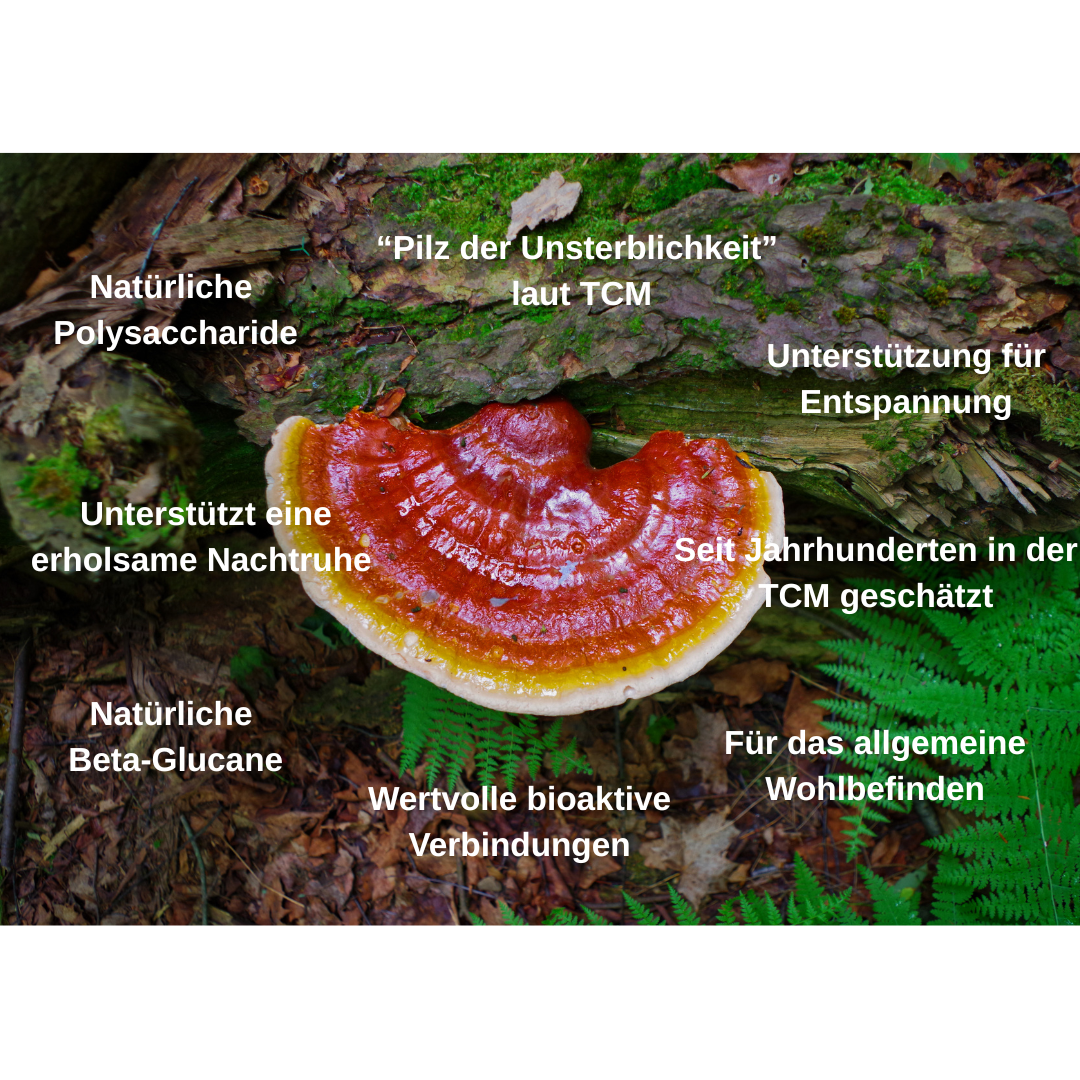 Bio Vitalpilz Mischung "Seelenstark" - Onlinepilze