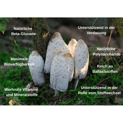 Bio Vitalpilz Mischung "Stop and Go" - Onlinepilze