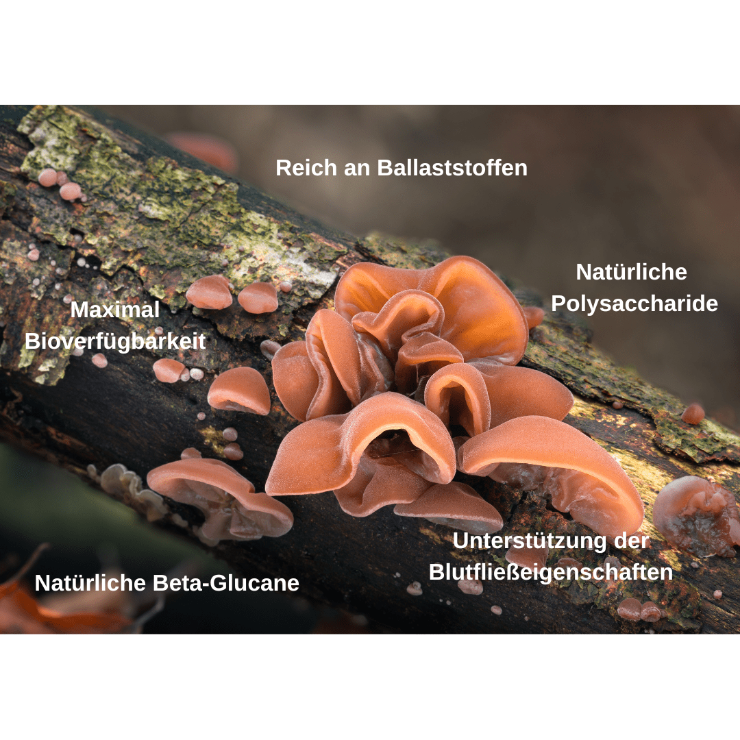 Bio Vitalpilz Mischung "Stop and Go" - Onlinepilze