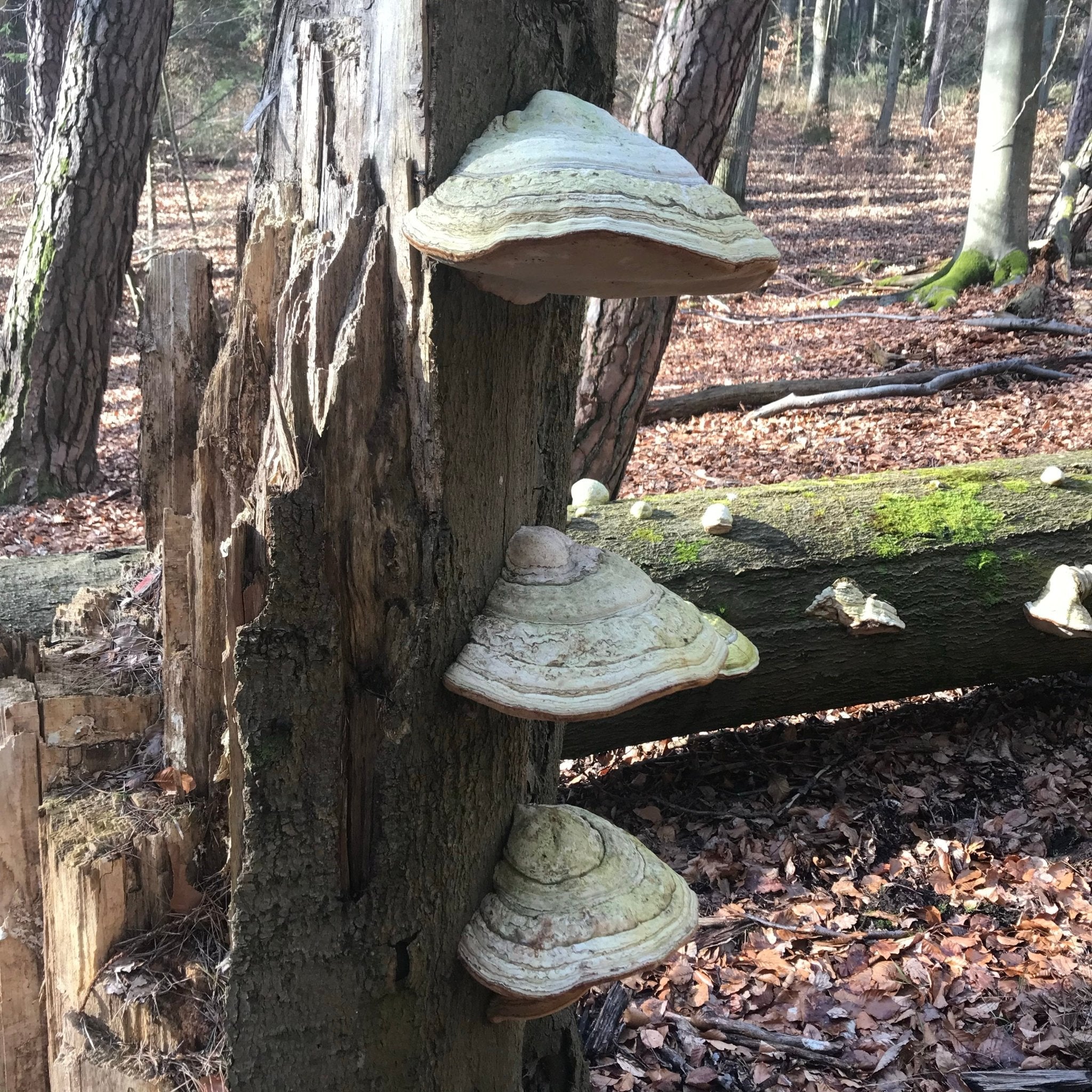 Individuelle Vitalpilz Extrakt Mischung - Onlinepilze