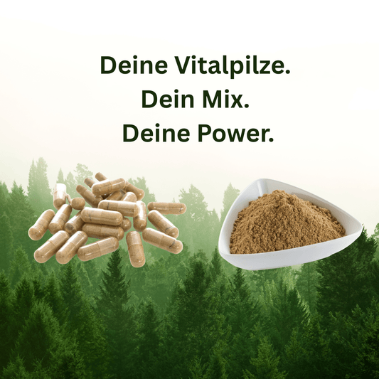 Individuelle Vitalpilz Extrakt Mischung - Onlinepilze