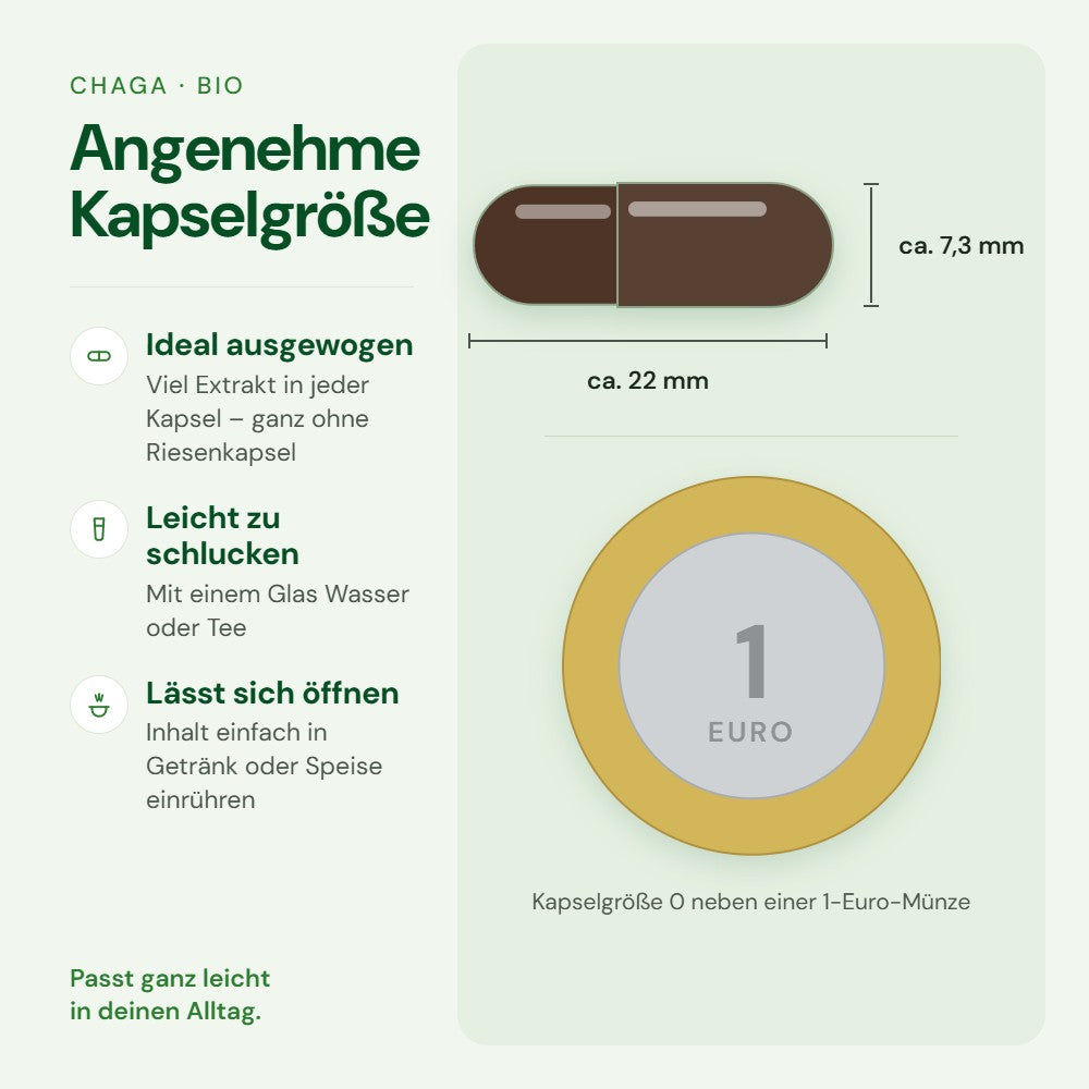 Kapselgröße 0 von Chaga im Größenvergleich mit einer 1-Euro-Münze