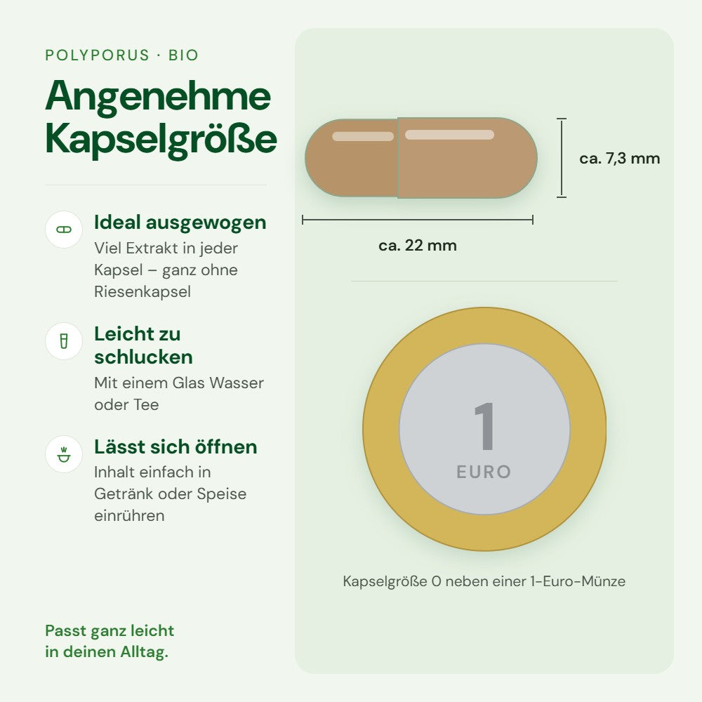 Kapselgröße 0 von Polyporus im Größenvergleich mit einer 1-Euro-Münze