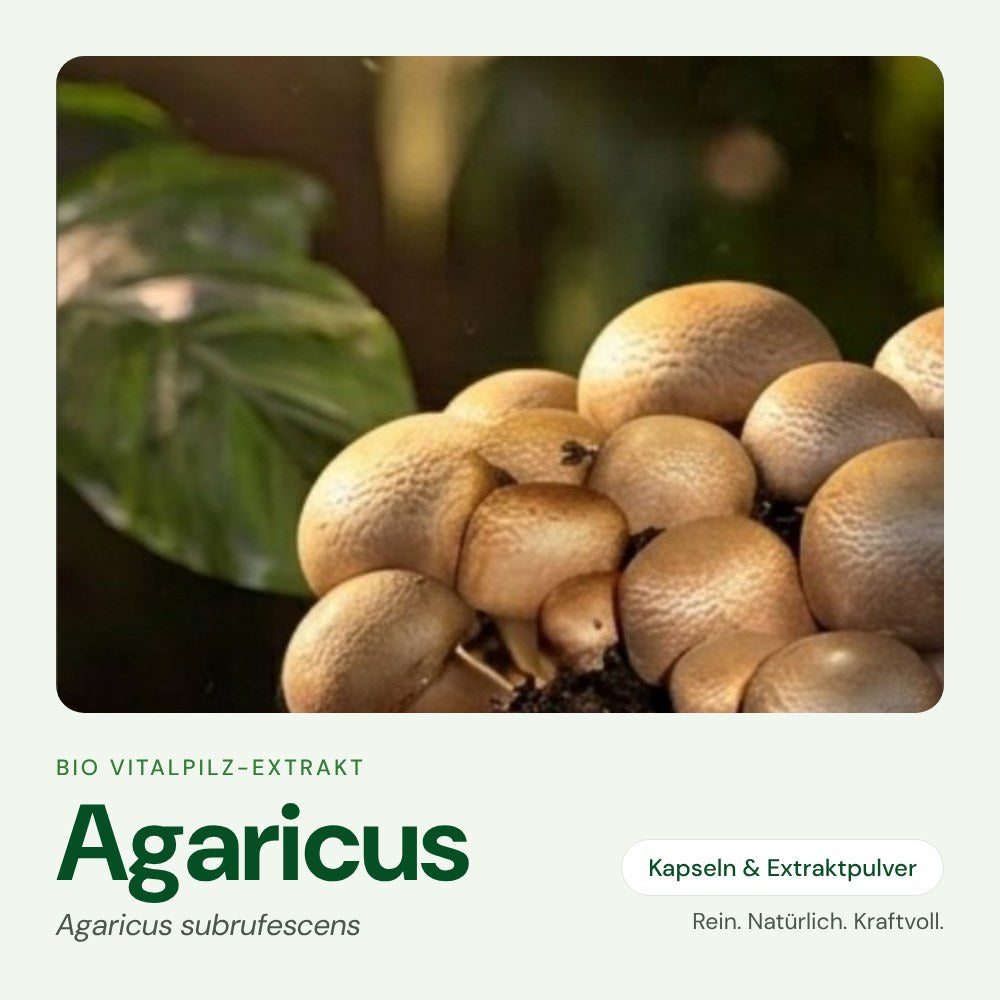 Agaricus – Bio Vitalpilz-Extrakt von OnlinePilze