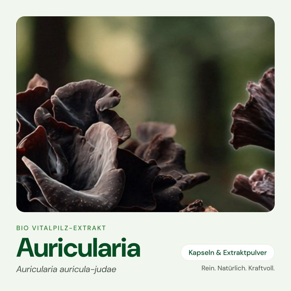 Auricularia – Bio Vitalpilz-Extrakt von OnlinePilze