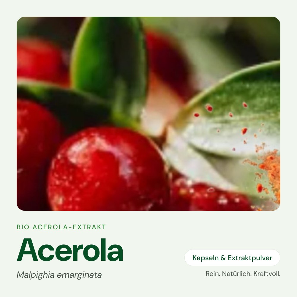 Bio Acerola-Extrakt von OnlinePilze